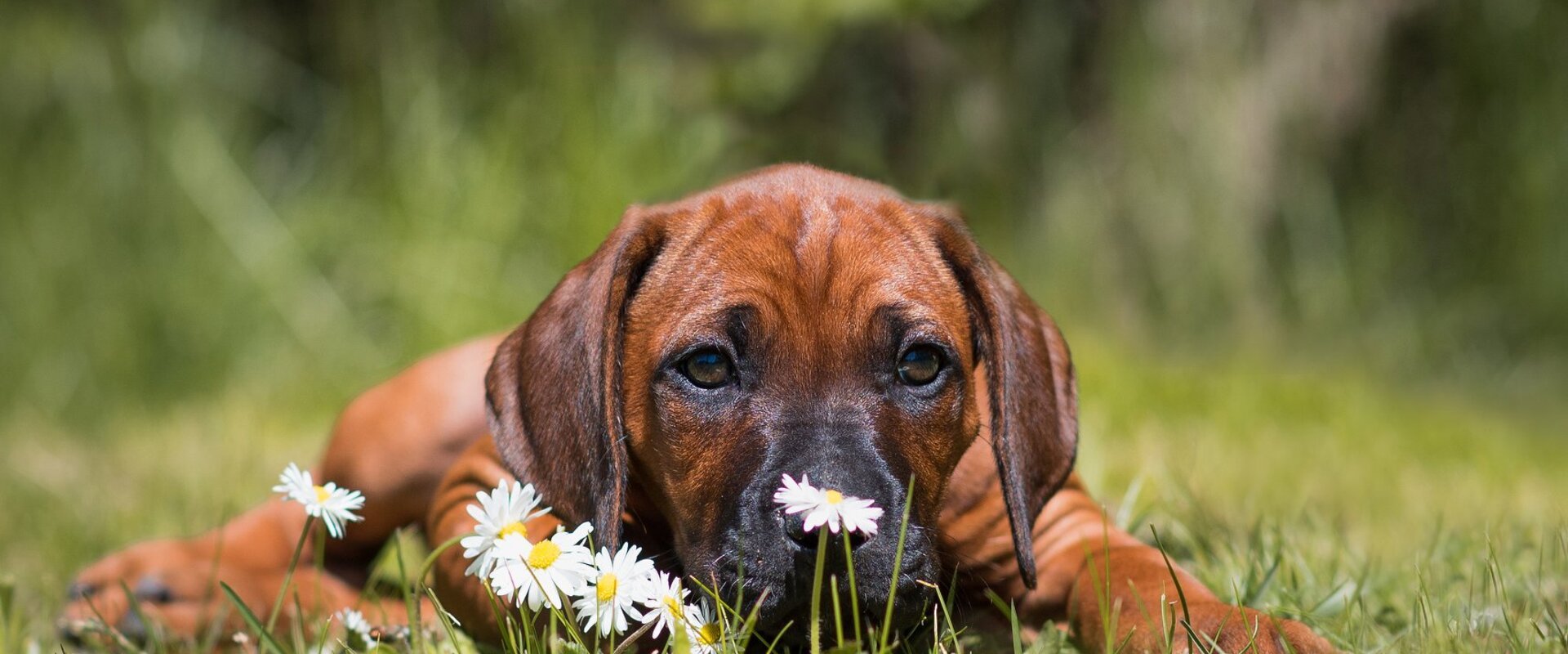 Reklaminiai baneriai