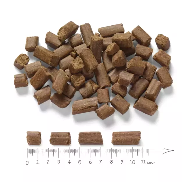 Black Angus Adult su jautiena, antiena ir silke 1