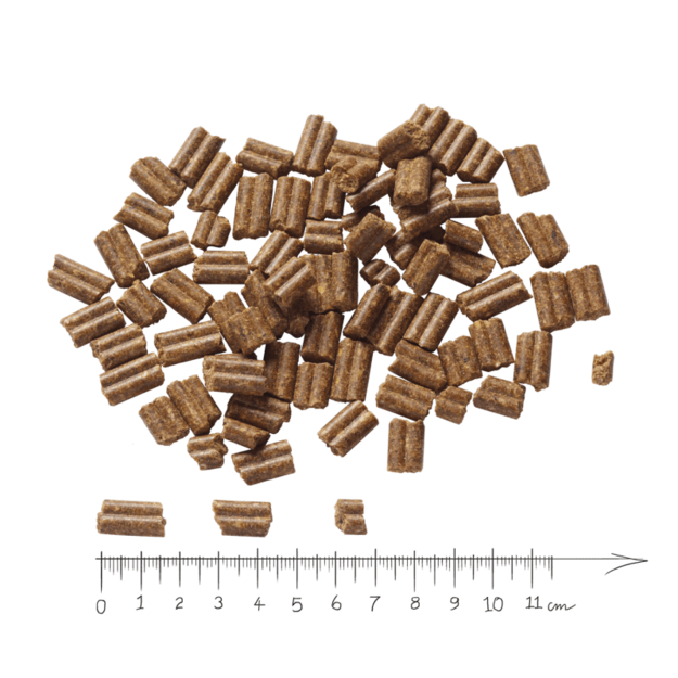 Black Angus Adult MINI su jautiena, antiena ir silke 1