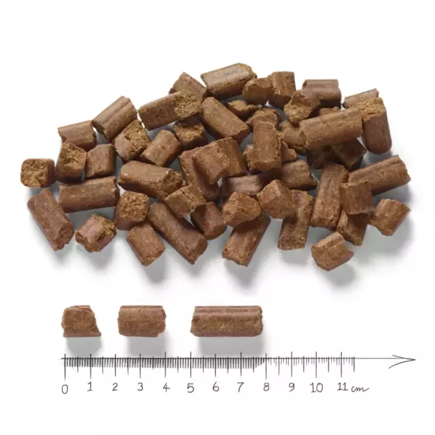 Rotwild visavertis maistas su elniena, antiena ir žuvimi 1