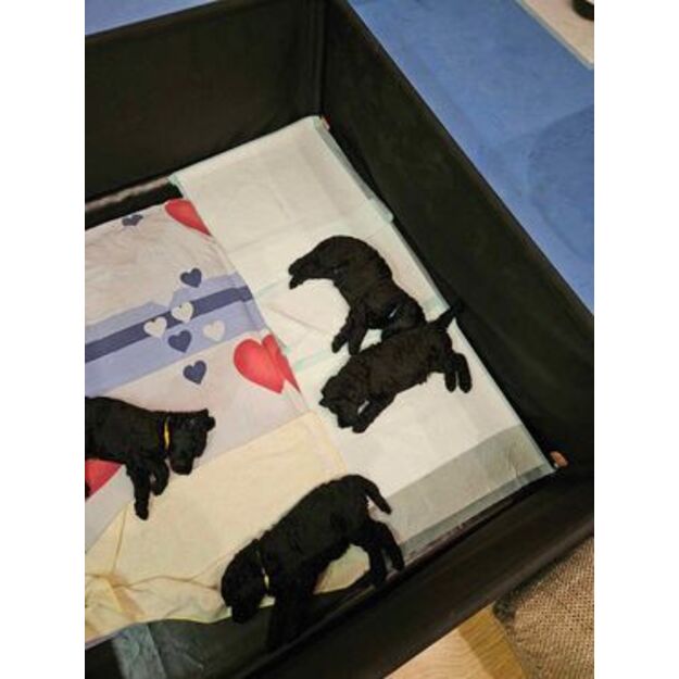 Puppy box - gimdykla